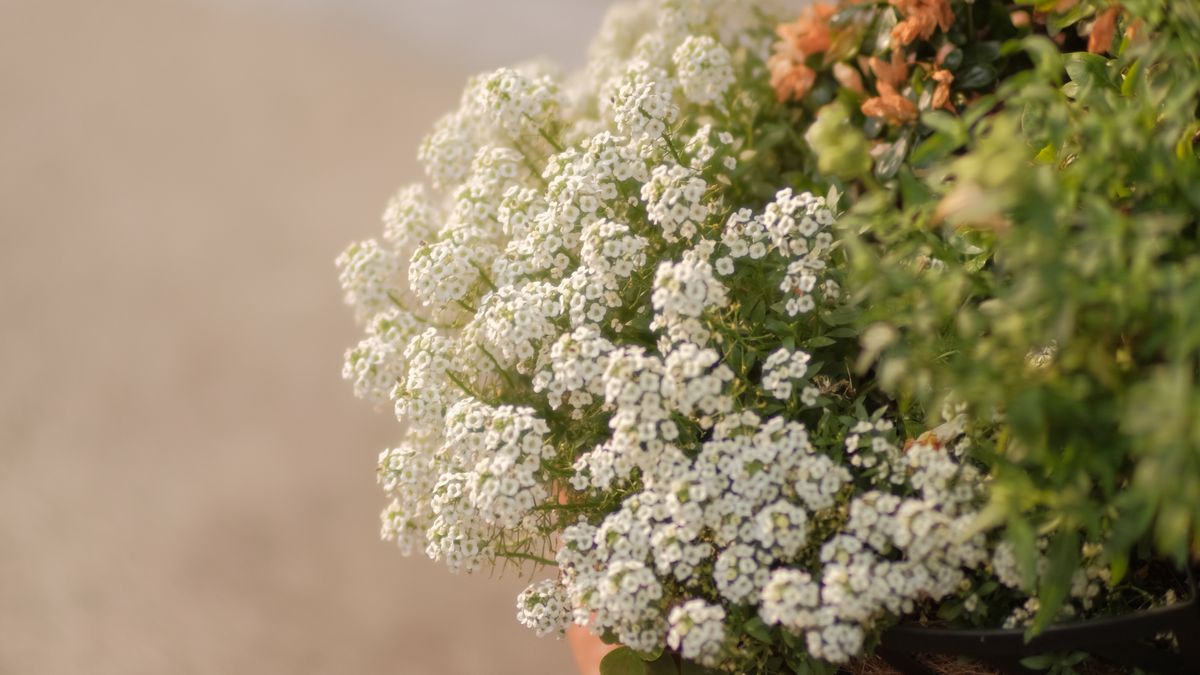 Choosing the Right Compost for Pots and Planters