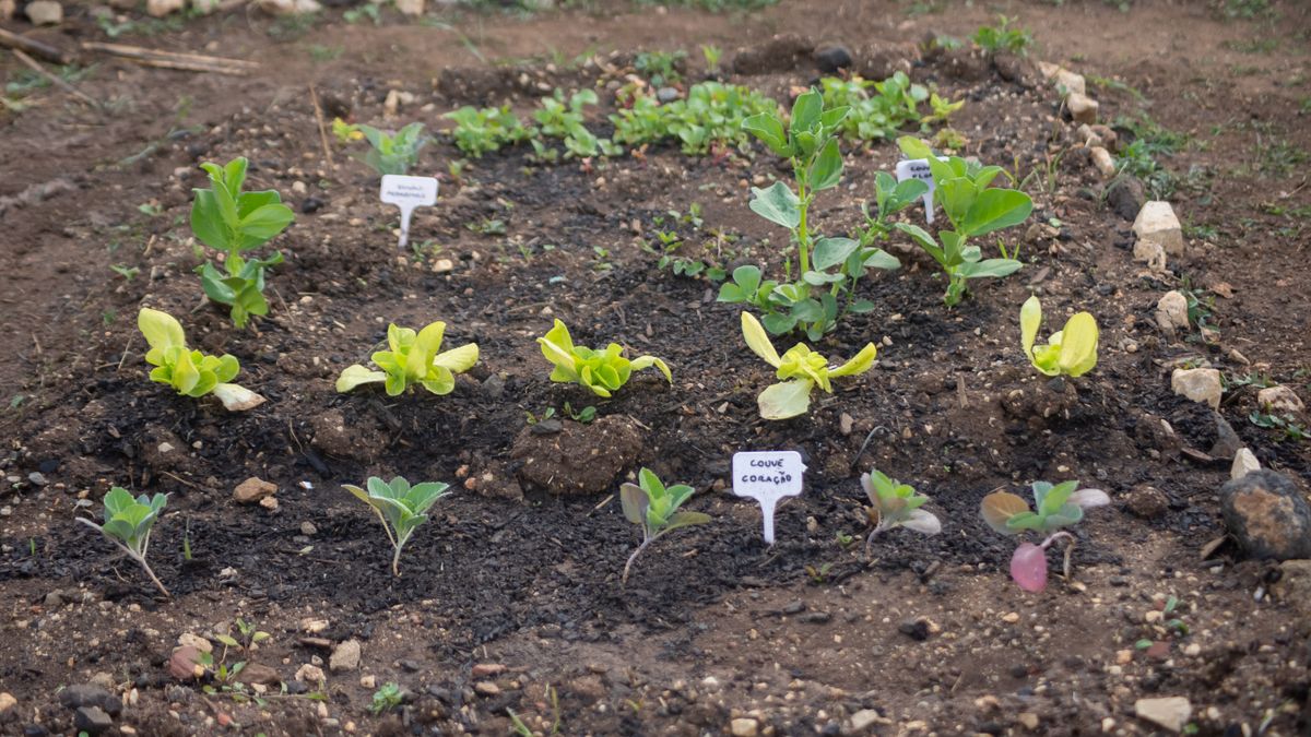 Growing Tomatoes in a Small Greenhouse or Porch