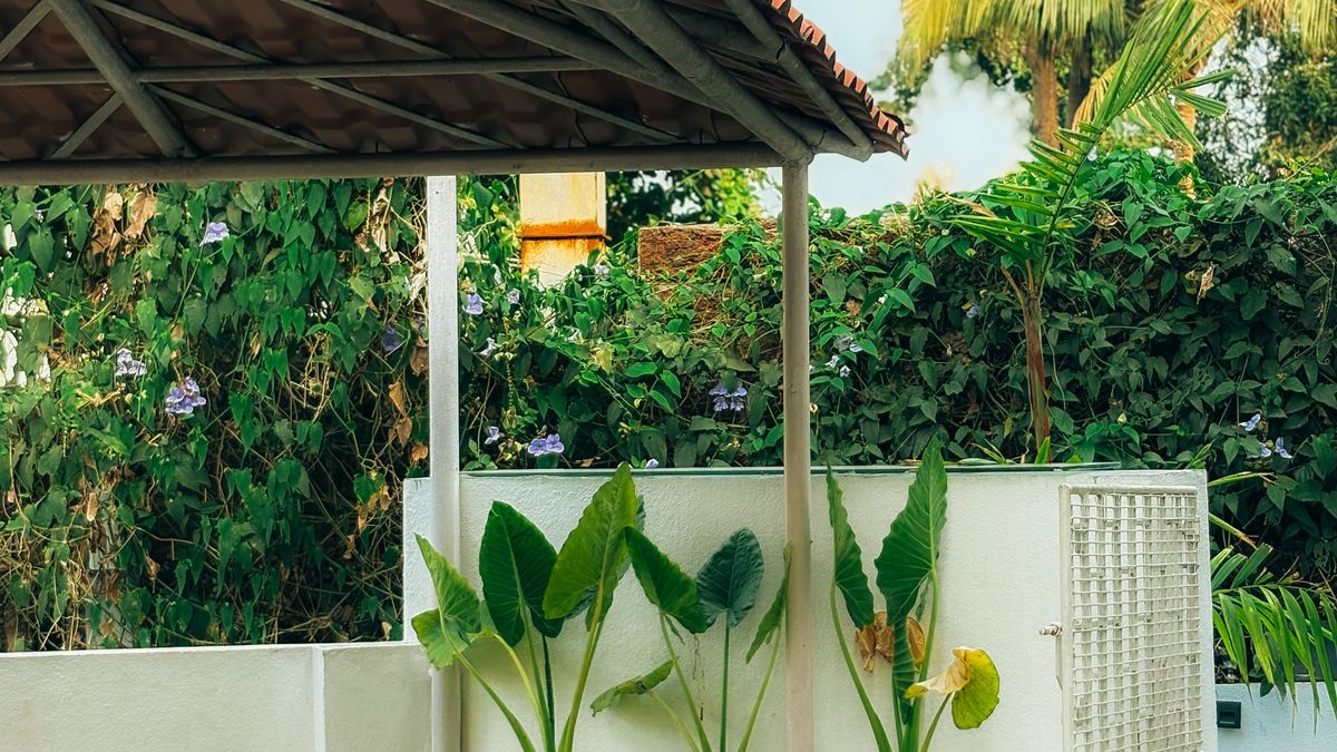 Planting a Hedge for Privacy and Wildlife