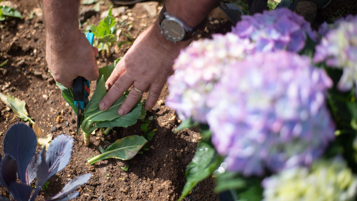 Planting Bulbs for a Spring Display in Pots
